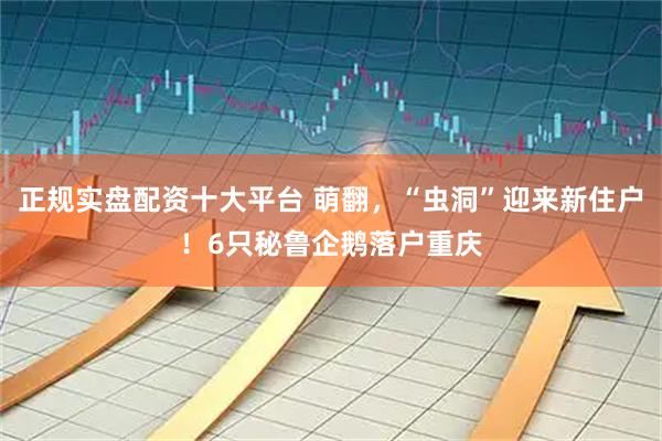 正规实盘配资十大平台 萌翻，“虫洞”迎来新住户！6只秘鲁企鹅落户重庆